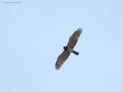 16.08 : male of other Short-toed Eagles pair has also noticeably less dark marks on his flanks than the female