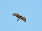 16.08 : massive female with a lot of dark marks and with well-marked ''hood''. Good individual character now is the moulting of the primaries of her both wings