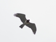 24.05 : another male – he may be taken for a female because of his well-defined ''hood'' or ''plastron''. Also its shape is the male’s individual mark, that allows to recognize him from year to year