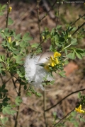 04.05 : a feather on a branch under the perch at Short-toed Eagles nesting site in the beginning of the season