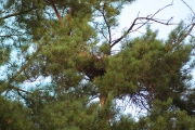 24.08 : and the empty nest already with a lot of the young’s down – good sign of the successful breeding