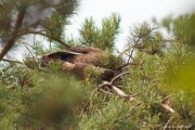 Short-toed Eagle (Circaetus gallicus) / by PISMENNYI K. 2009