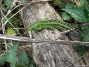 09.05 : the Sand Lizard (Lacerta agilis) is numerous though rather small as a good prey for Short-toed Eagles in Kiev Region