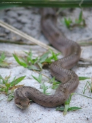 the Smooth Snake (Coronella austriaca) is too rare here to be caught often by Short-toed Eagles