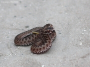 the European Adder (Vipera berus) is distributed sporadically and obviously it can be met regularly only in the diet of certain Short-toed Eagles pairs in Kiev Region