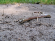 the Slow Worm (Anguis fragilis) is not too rare in local forests