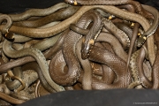 the Grass Snake (Natrix natrix) is the staple food of Short-toed Eagles because a lot of them live in open wet territories of the Region and they are easy of access. Therefore the Eagles in Kiev Region are more or less connected with wet lands