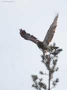 09.08 : she is seeing the photographer at a distance of 35 m, but has waited for half a minute before getting off the perch