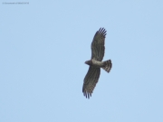 09.08 : this is a male of the same Short-toed Eagles pair circling right after feeding the young