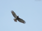 09.08 : his breeding season which started from the beautiful sky dance is approaching to the end for him