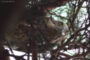 09.08 : obliterative colouration makes the young more or less inconspicuous