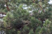 09.08 : and certainly its shy behaviour helps to stay invisible in crowns of pines