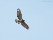 09.08 : flight not high above the ground – the Short-toed Eagle’s feathers are spread as much as possible