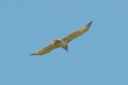 05.06 : male Short-toed Eagle is circling with Grass Snake in its beak over the Desna River floodplain