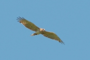 05.06 : the colouration of the ''plastron'' is typical for male Short-toed Eagle