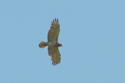 05.06 : another male of neighbour Short-toed Eagle pair