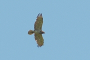 05.06 : another male of neighbour Short-toed Eagle pair