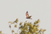 05.06 : the bird is gaining height after swooping for prey
