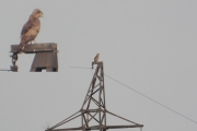 01.08 : female Short-toed Eagle hunting from power line pylons