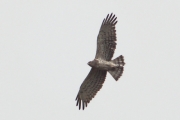 01.08 : the male’s circling flight