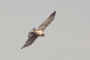 01.08 : the same flight of the female, both partners have dark type of plumage