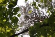 07.08 : new Short-toed Eagles’ nest in the Northern-East of Ukraine