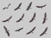 18.09 : display flight of the male performing for another Short-toed Eagle