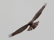 29.08 : Short-toed Eagle juvenile is flying at the old nesting site where the protection against martens was set up
