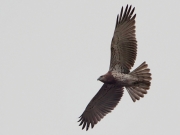 29.08 : the juvenile’s secondaries are almost completely bar-less