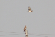 01.08 : Short-toed Eagle pair hunting from perches