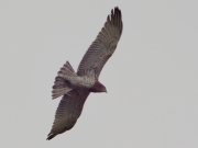 29.08 : the ''hood'' is dense and reddish-brown, the dark marks are relatively small, blurred and not crosswise