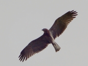 29.08 : it is flying and looking around