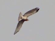 29.08 : it is experimenting in the air, learning to fly