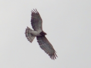 29.08 : this old male Short-toed Eagle is being photographed at its hunting and breeding areas regularly