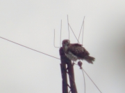 29.08 : he has an interesting habit to perch on the top wire of the power line, because special protections are set on their usual perches – tops of the pylons