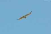 05.06 : male Short-toed Eagle is circling with Grass Snake in its beak over the Desna River floodplain
