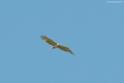05.06 : the colouration of the ''plastron'' is typical for male Short-toed Eagle