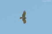 05.06 : another male of neighbour Short-toed Eagle pair