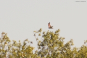 05.06 : the bird is gaining height after swooping for prey