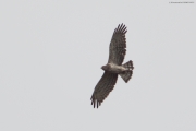 01.08 : the male’s circling flight