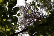 07.08 : new Short-toed Eagles’ nest in the Northern-East of Ukraine