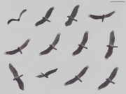 18.09 : display flight of the male performing for another Short-toed Eagle