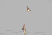01.08 : Short-toed Eagle pair hunting from perches