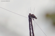 29.08 : he has an interesting habit to perch on the top wire of the power line, because special protections are set on their usual perches – tops of the pylons