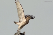 Short-toed Eagle (Circaetus gallicus) / by PISMENNYI K. 2010