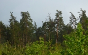 Old sites of pine forests are utilized by Short-toed Eagles for nesting