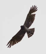 The male B11m at the breeding site on May 8, 2011