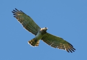 The same bird on June 28, 2017: one of his significant individual characteristics is the narrow wing root that is noticeable at a great distance