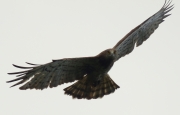 The new female A17f at the same breeding site on July 23, 2017: the birds are distinctly different not only in plumage, but also in faces