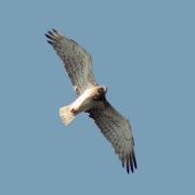 The old male D11m on May 23, 2013